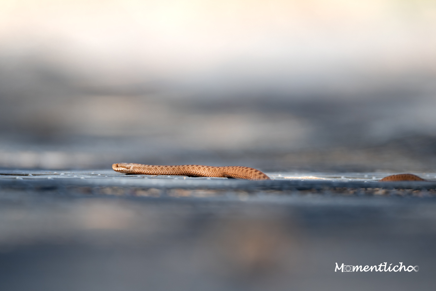 Junge Kreuzotter, Oberschwaben (Nikon Z6 & Nikkor AF-S 500mm F/5.6 PF)