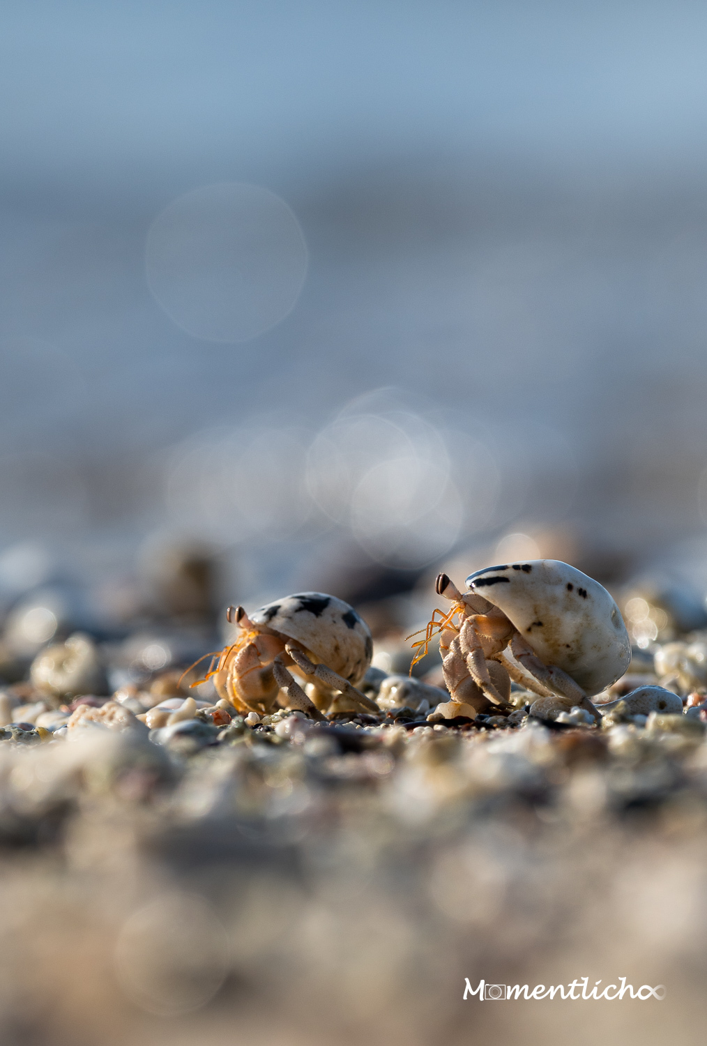 Einsiedlerkrebse (Nikon Z50II & Nikkor AF-S 300mm F/4 PF)