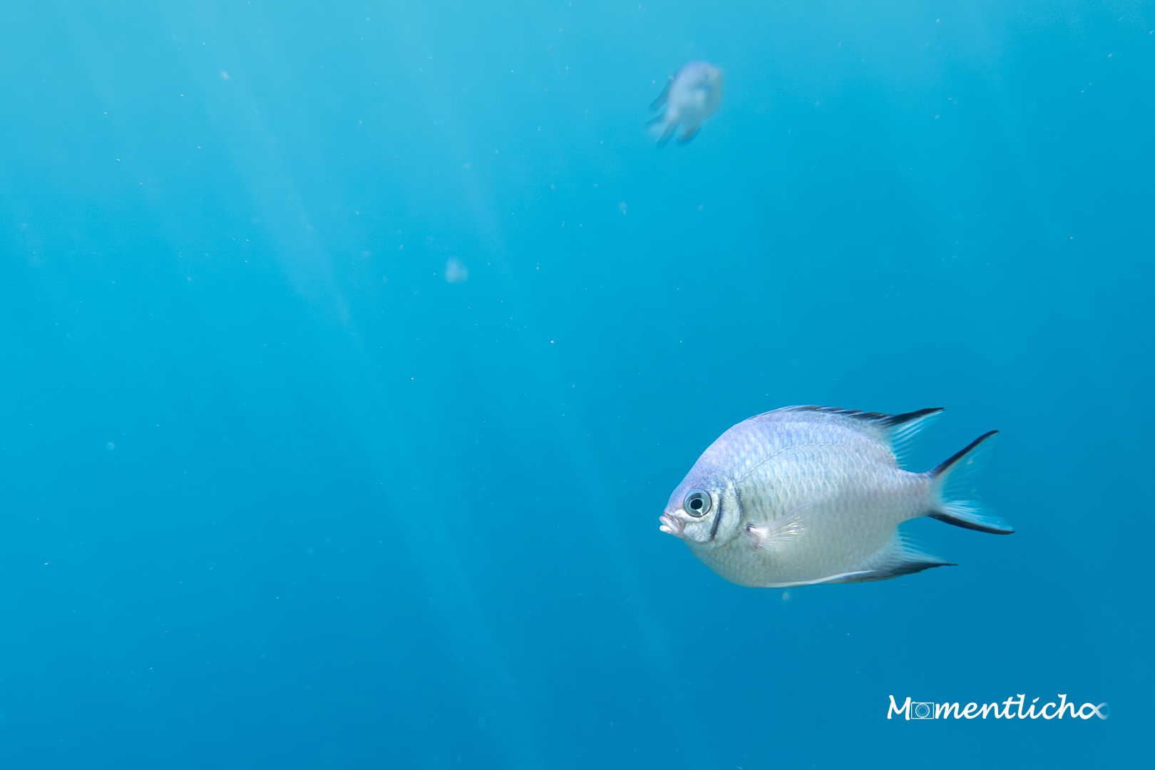 Unterwasserfotografie im Roten Meer (Nikon Z50II & Tokina AT-X 12-24 mm F/4 DX II)