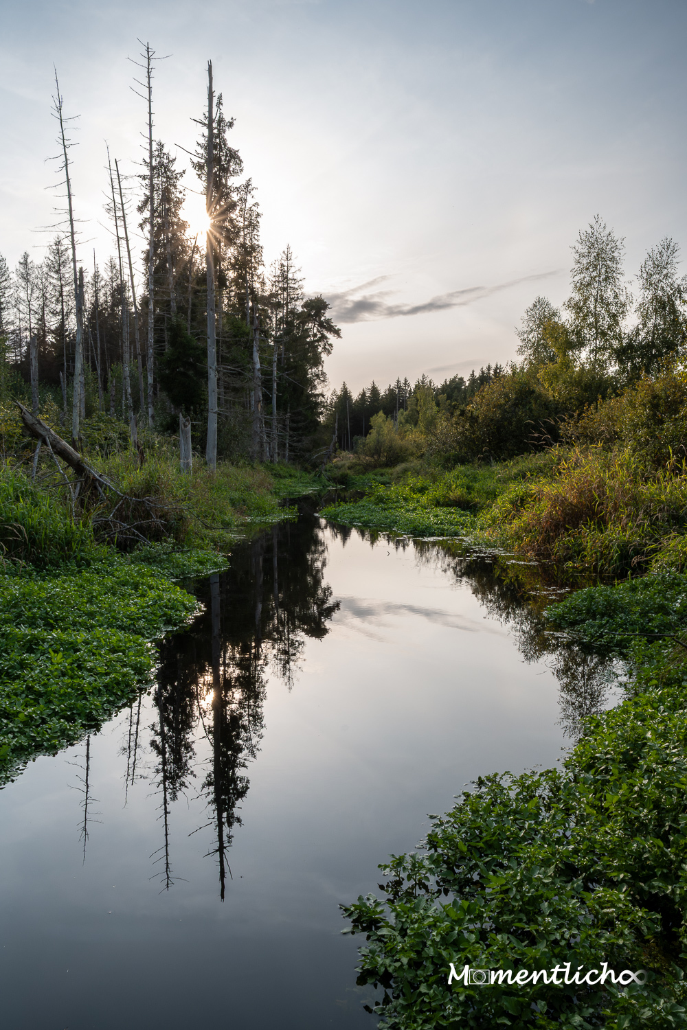 Abends im Pfunger-Burgweiler-Ried (Nikon Z50II & Viltrox 15 mm F/1.7 Air)
