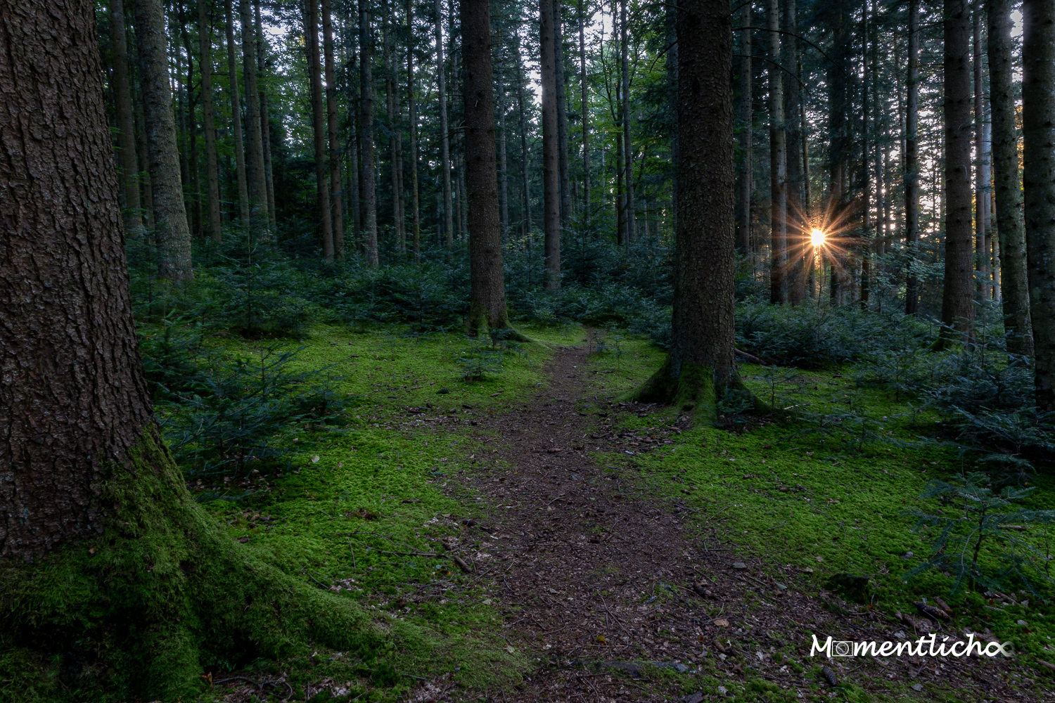 Abends im Doniswald (Nikon Z50II & Nikkor Z DX 12-28 mm F3.5 - 5.6 PZ)