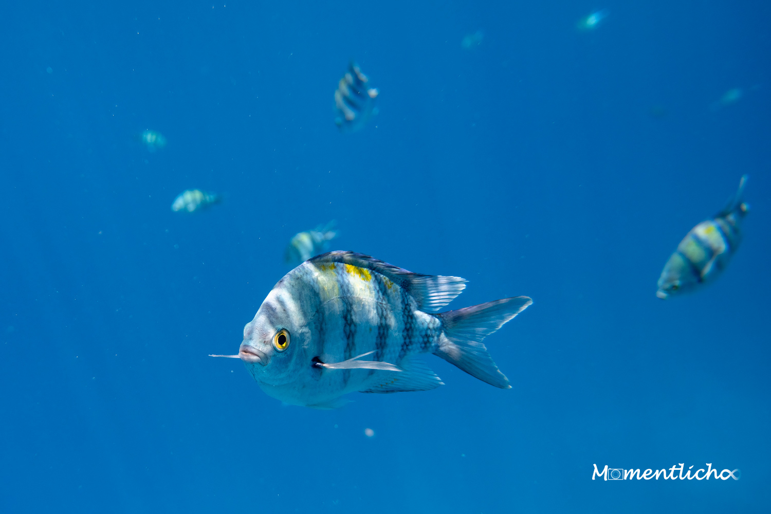 Neugieriger Gestreifter Sergeant, Rotes Meer (Nikon Z50 & Tokina AT-X 12-24mm f/4 DX II + DiCAPac WP-SP Unterwasserhülle)