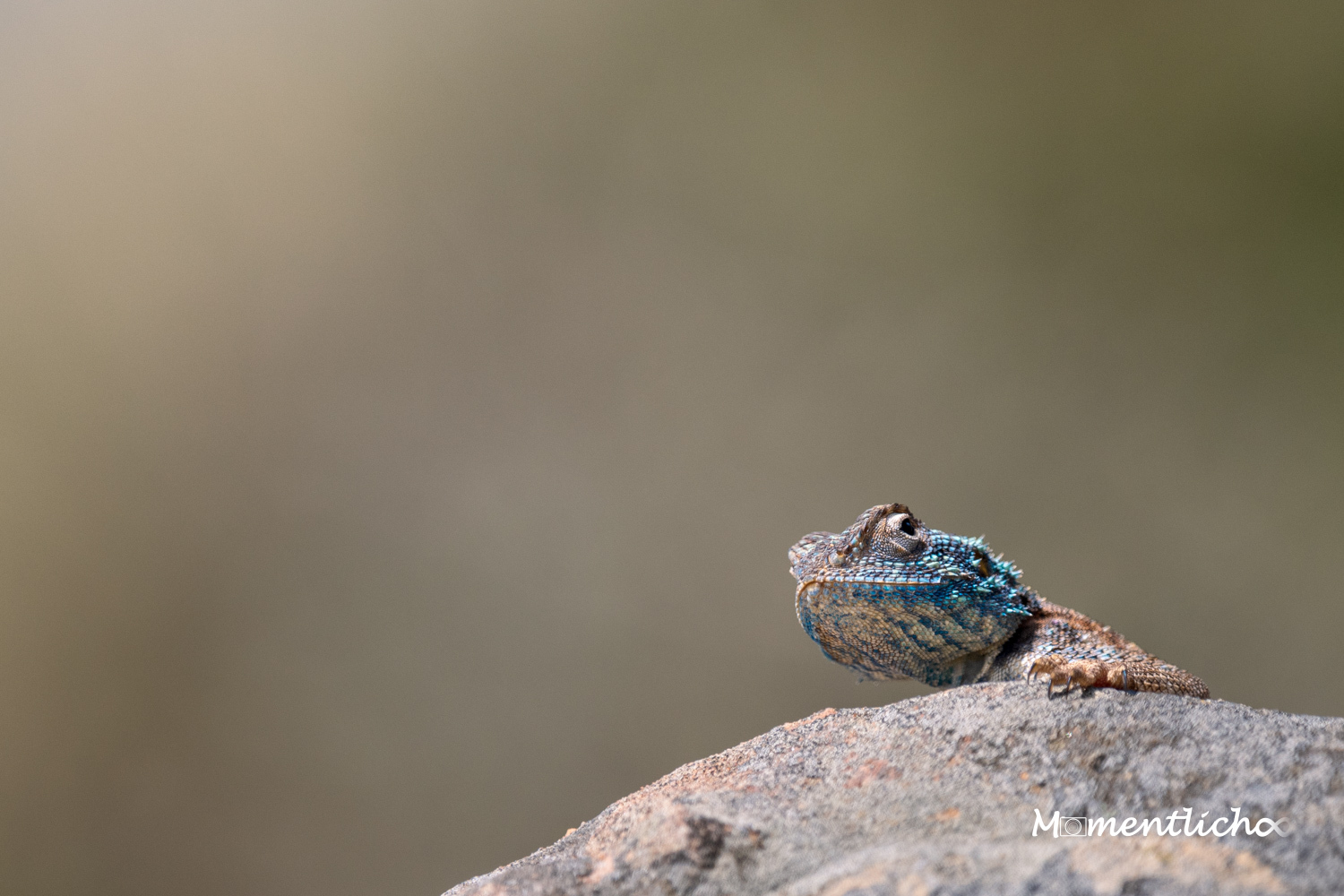 Blaukehlagame im Robberg Nature Reserve, Südafrika (Nikon Z50 & Nikkor AF-S 300mm F/4 PF)
