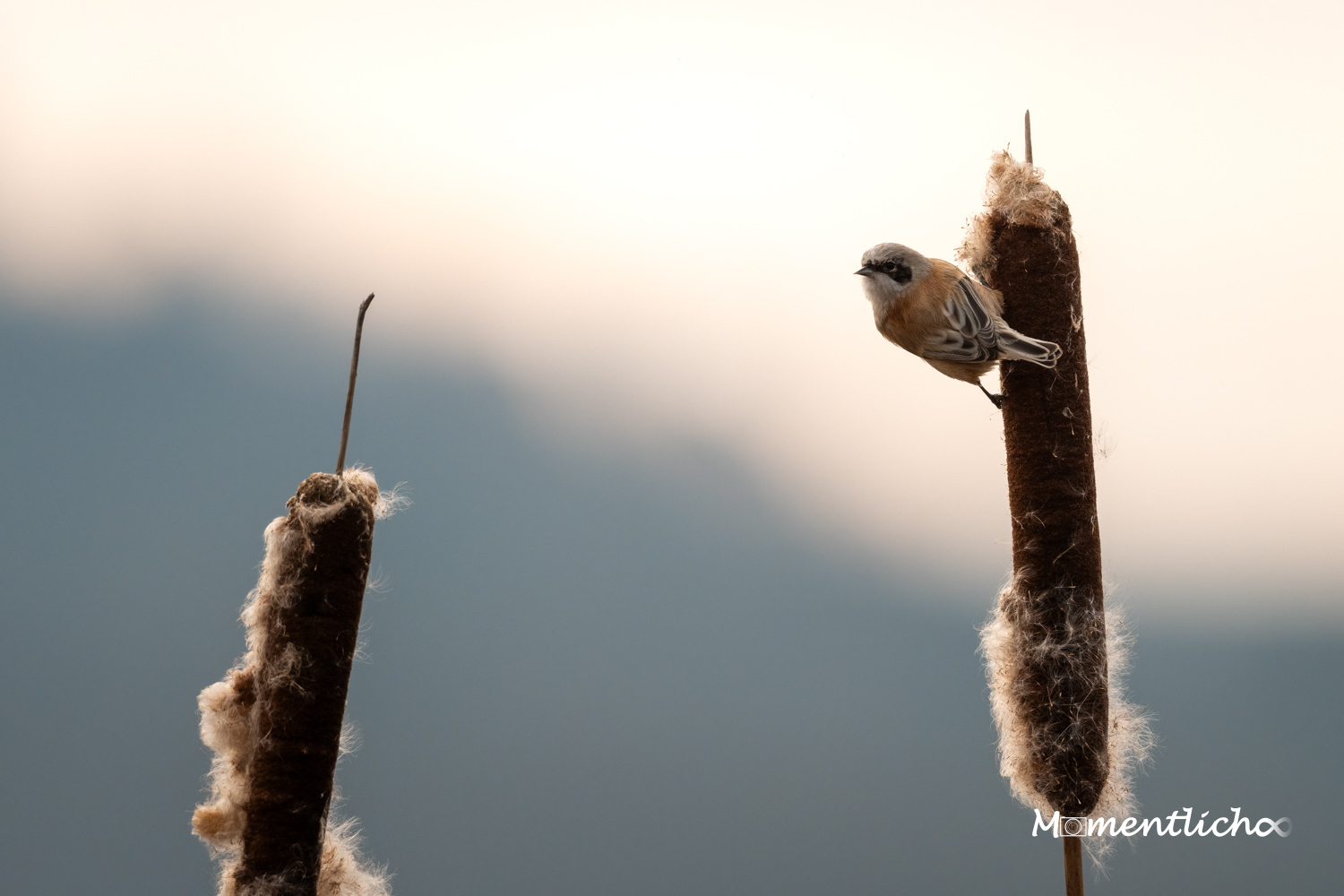 Beutelmeise im Abendlicht (Nikon Z50 & Nikkor AF-S 500 F/5.6 PF)