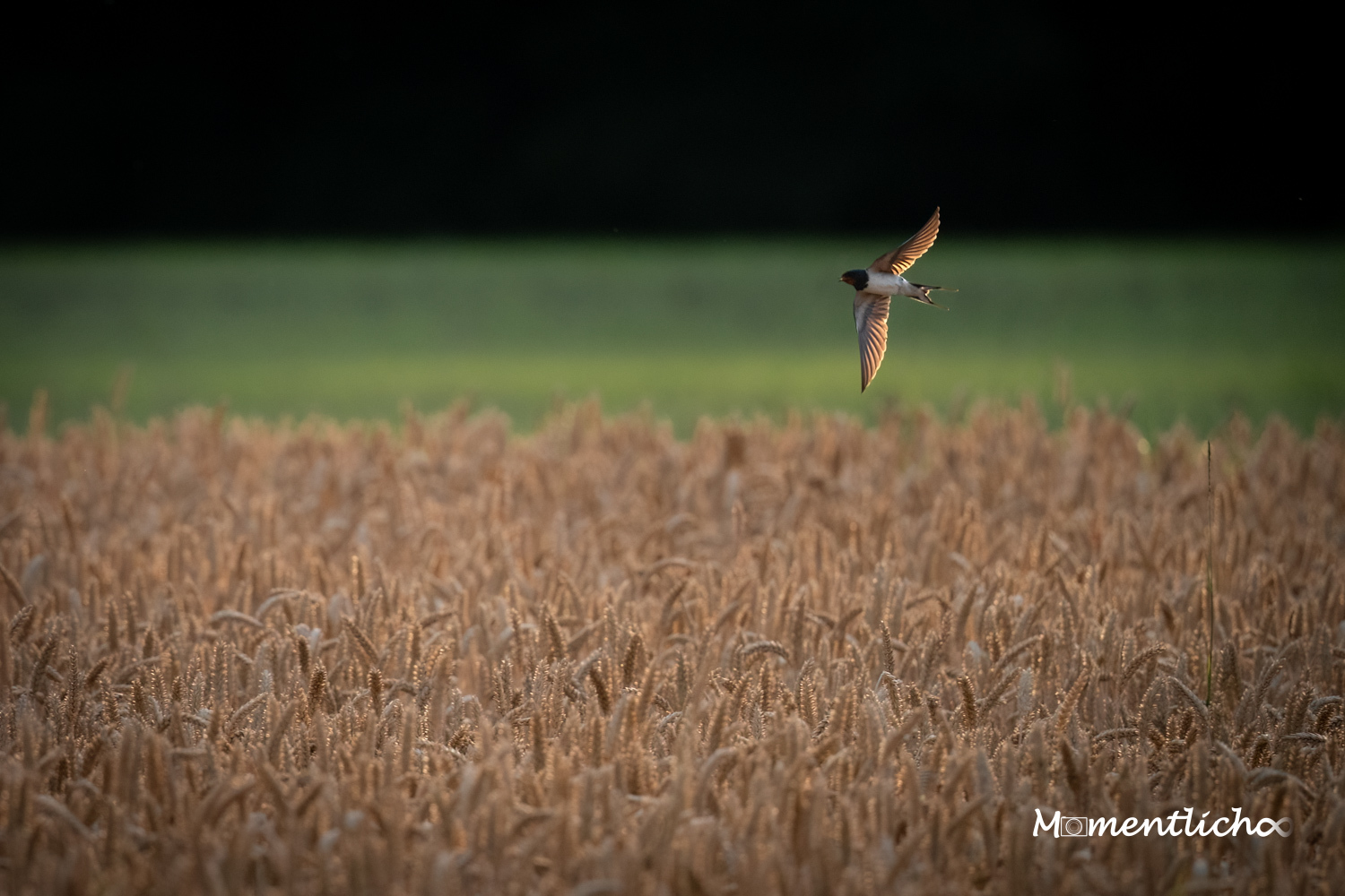 Rauchschwalbe im Tiefflug (Nikon Z6III & Nikkor AF-S 500mm F/5.6 PF)