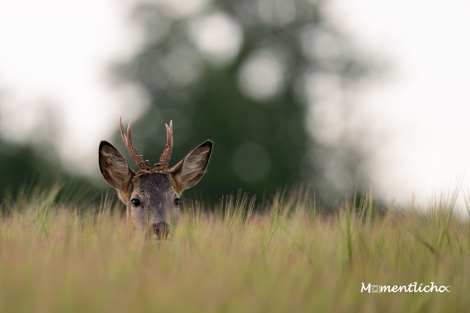 Portrait eines Rehbocks (Nikon Z6III & Nikkor AF-S 500mm F/5.6 PF)