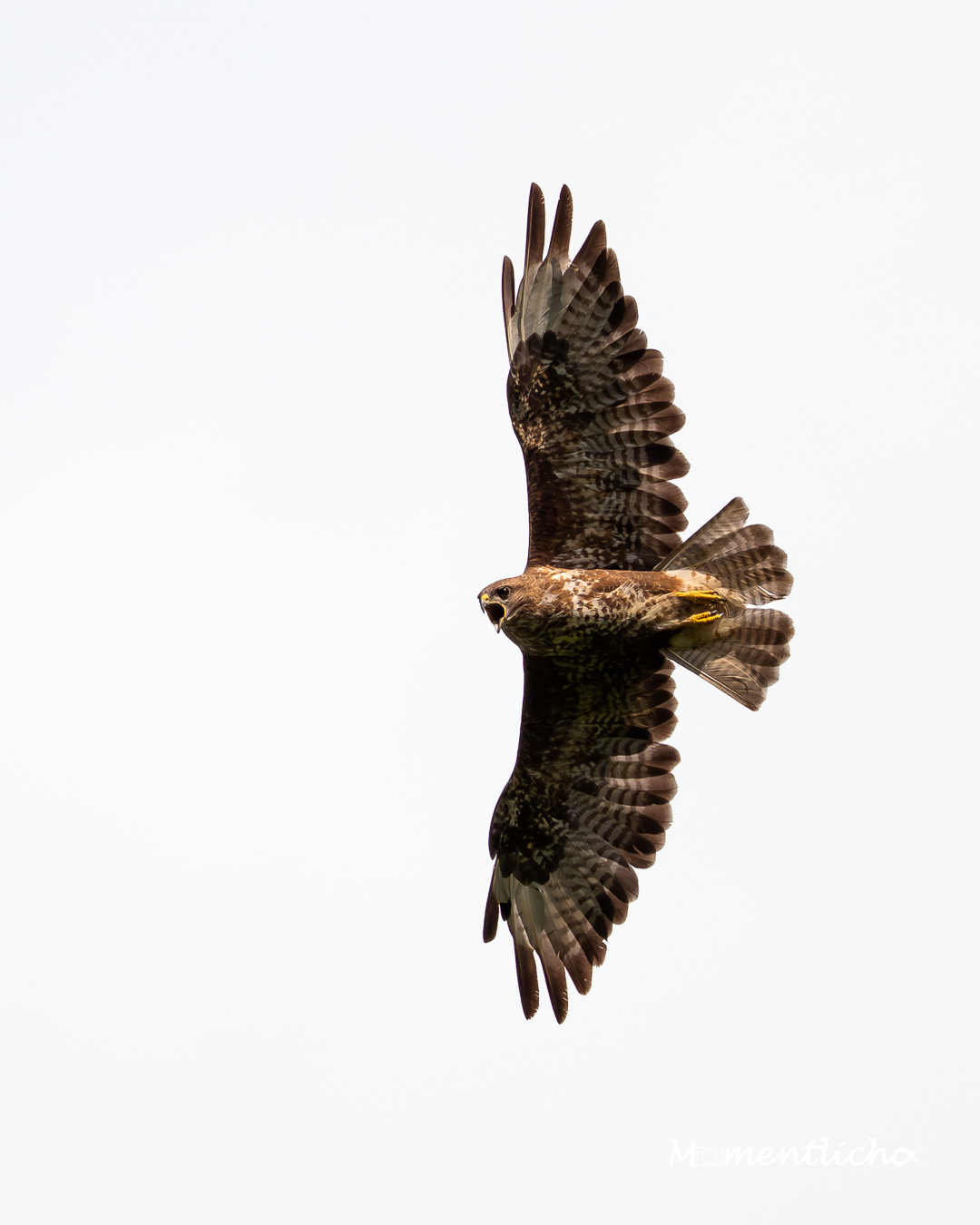 Der Ruf des Bussards (Nikon Z6III & Nikkor AF-S 500mm F/5.6 PF)