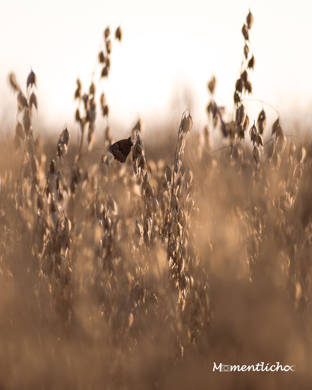 Hafer im Abendlicht (Nikon Z6III + Retrolinse Pentacon 135 mm F/2.8)