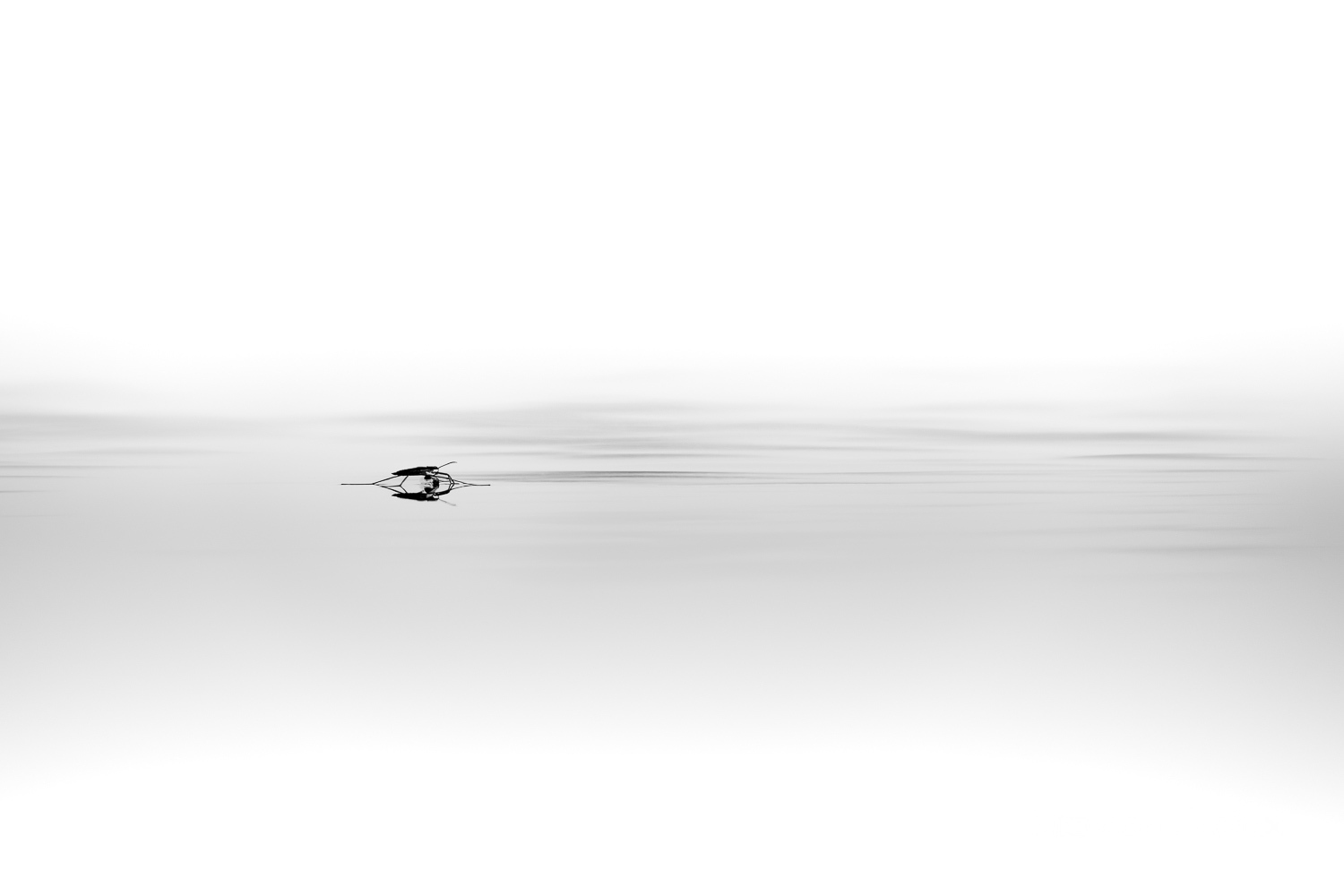 Der Wasserläufer (Nikon Z6III & Tamron 50-400 F/4.5 - 6.3)