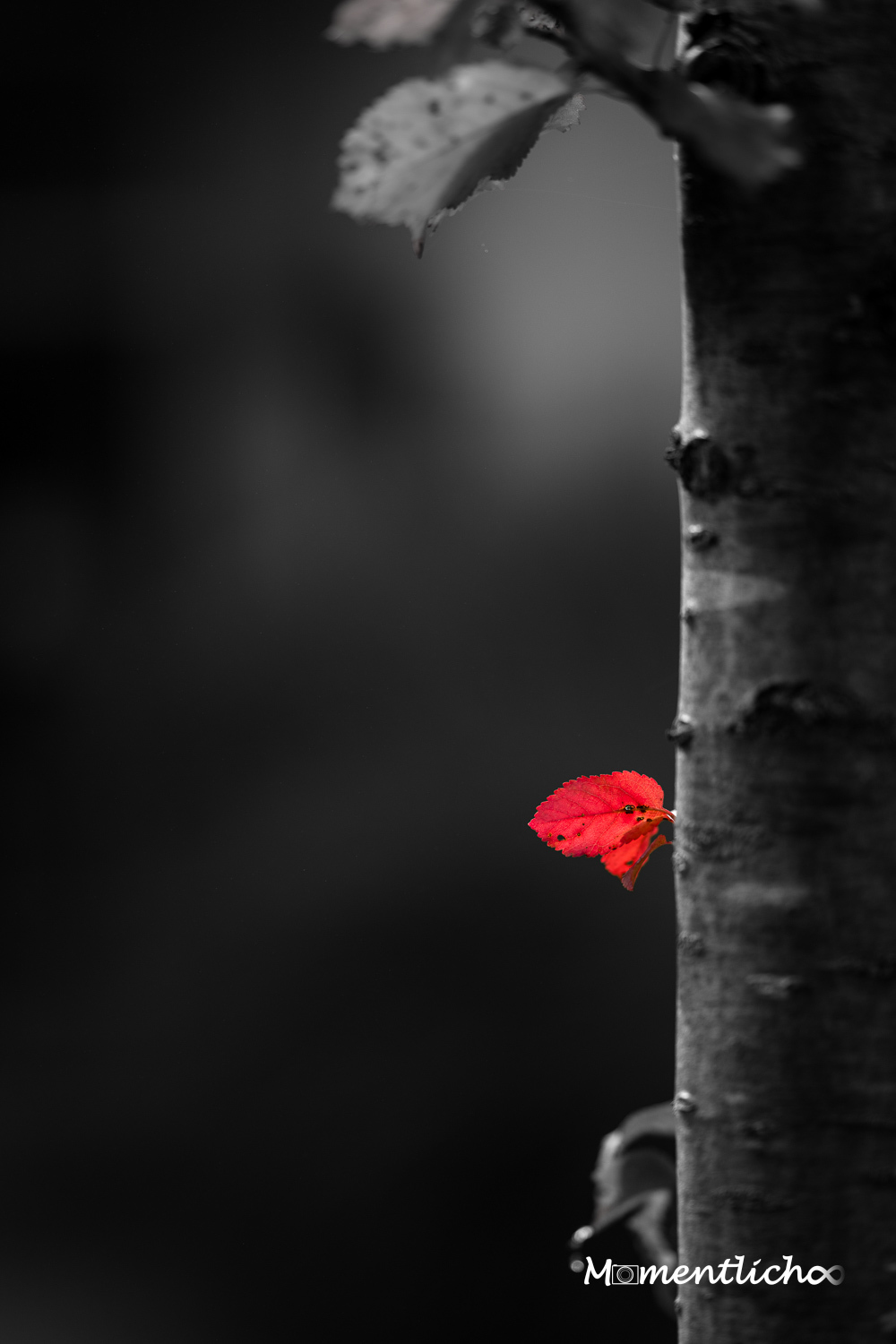 Herbstfarbe (Nikon Z6III & Viltrox 135 mm F/1.8 LAB)