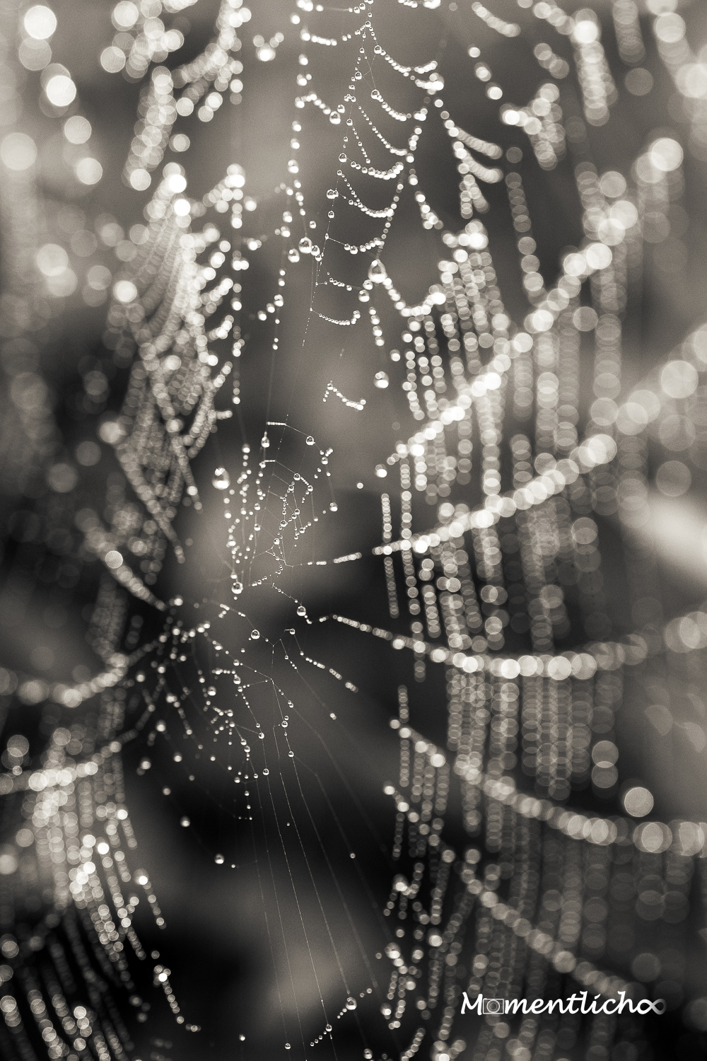 Das Netz (Nikon Z6III & Viltrox 135 mm F/1.8 LAB)