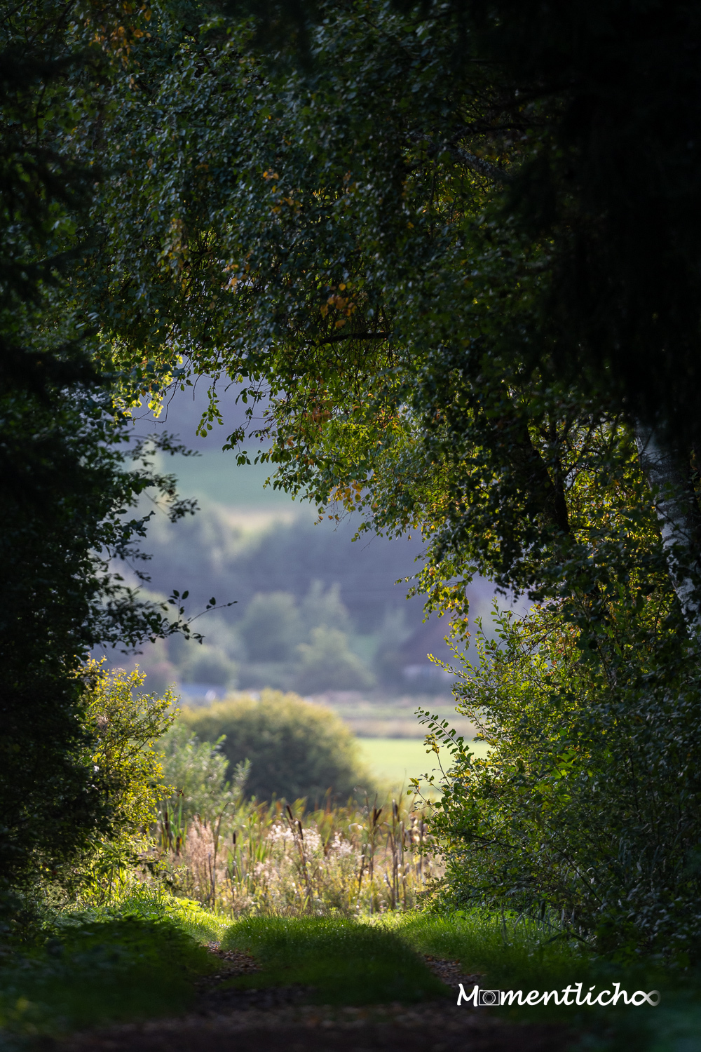 Tunnelblick im Ried (Nikon Z6III & Nikkor AF-S 500mm F/5.6 PF)