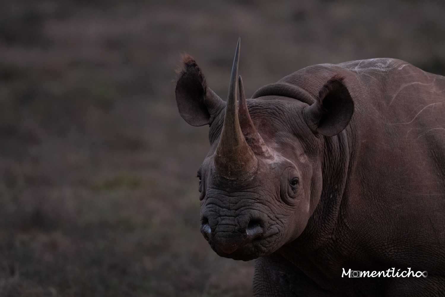 Spitzmaulnashorn nach Sonnenuntergang, Südafrika (Nikon Z6III & Nikkor AF-S 500mm F/5.6 PF)