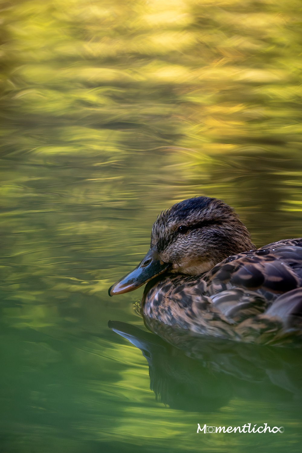 Portrait einer Stockente im Herbst (Nikon Z6III & Tamron 50-400 F/4.5 - 6.3)