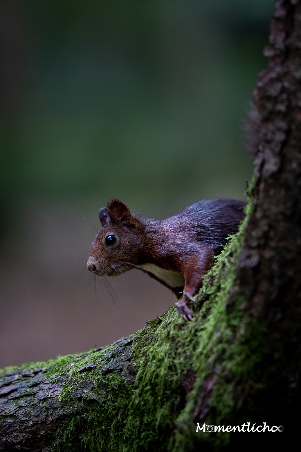 Neugieriges Eichhörnchen (Nikon Z6III & Viltrox 135 mm F/1.8 LAB)