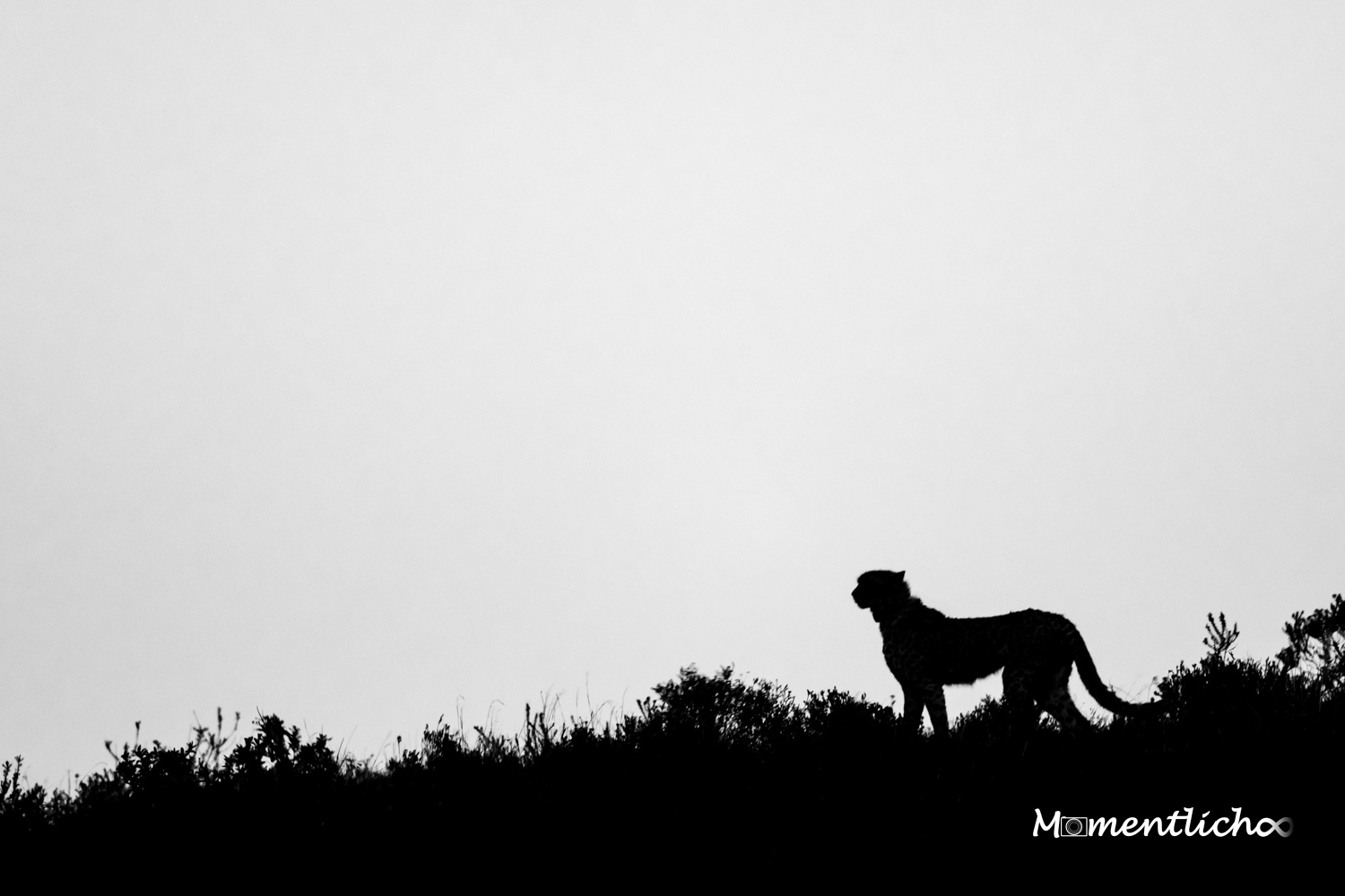 Scherenschnitt eines Gepards, Südafrika (Nikon Z6III & Nikkor AF-S 500mm F/5.6 PF)