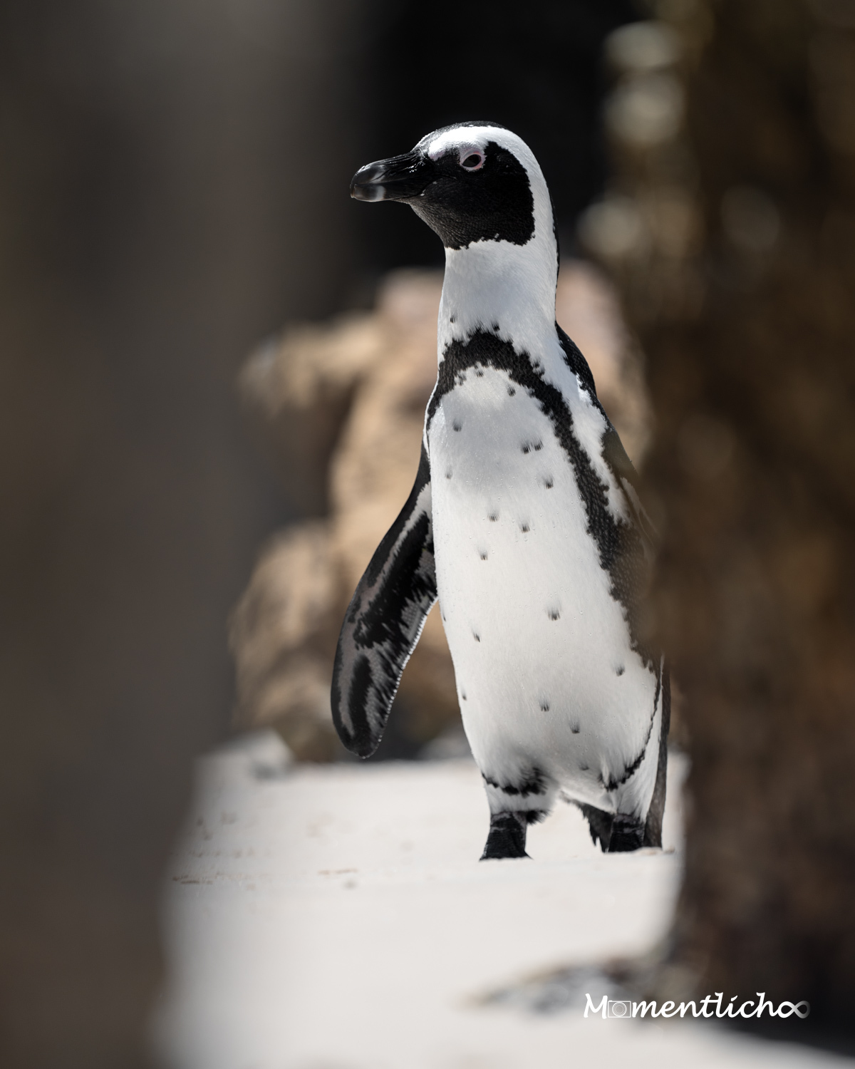 Brillenpinguin am Boulders Beach, Südafrika (Nikon Z6III & Nikkor AF-S 300mm F/4 PF)