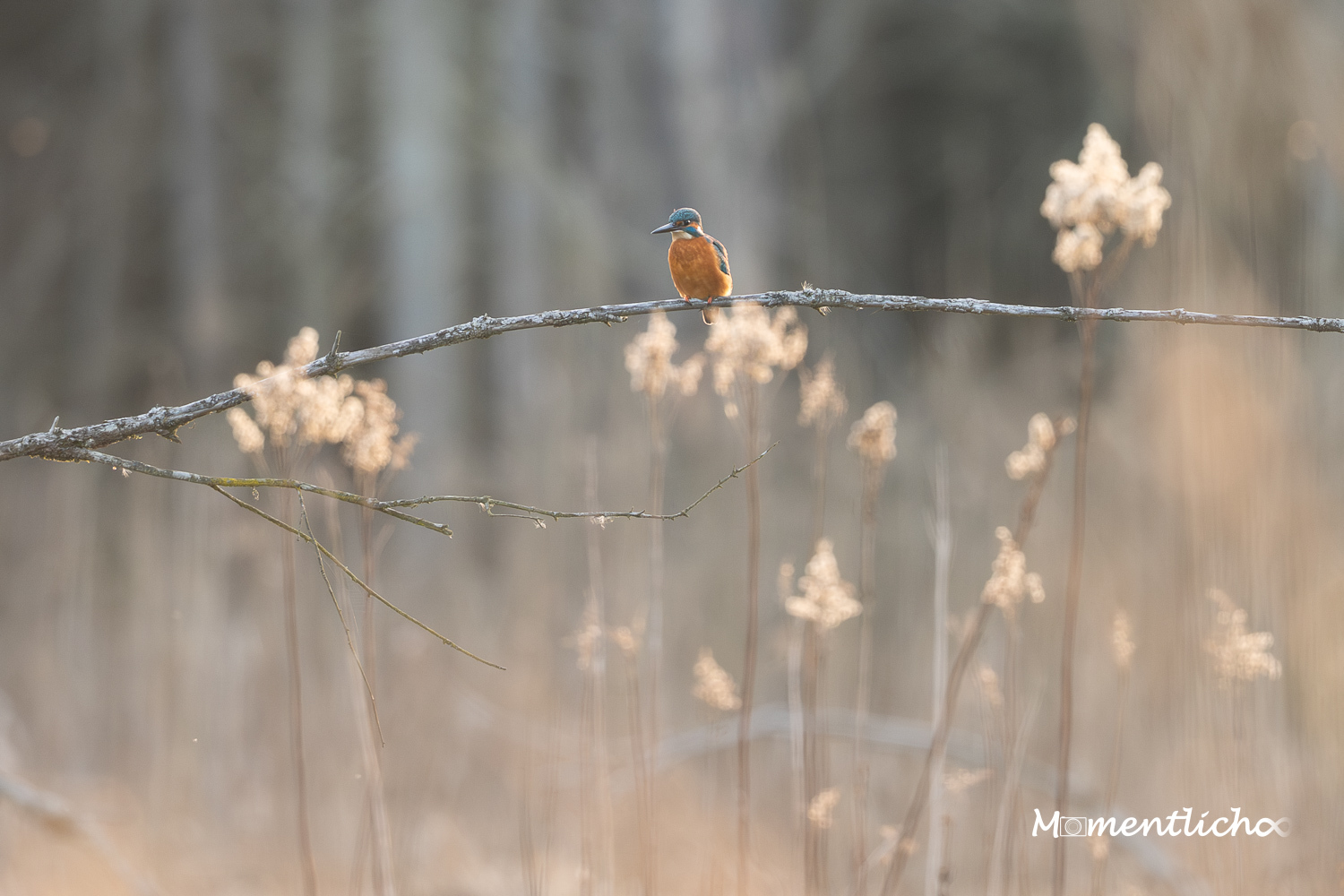 Eisvogel im Pfrunger-Burgweiler-Ried (Nikon Z6III & Nikkor AF-S 500mm F/5.6 PF)