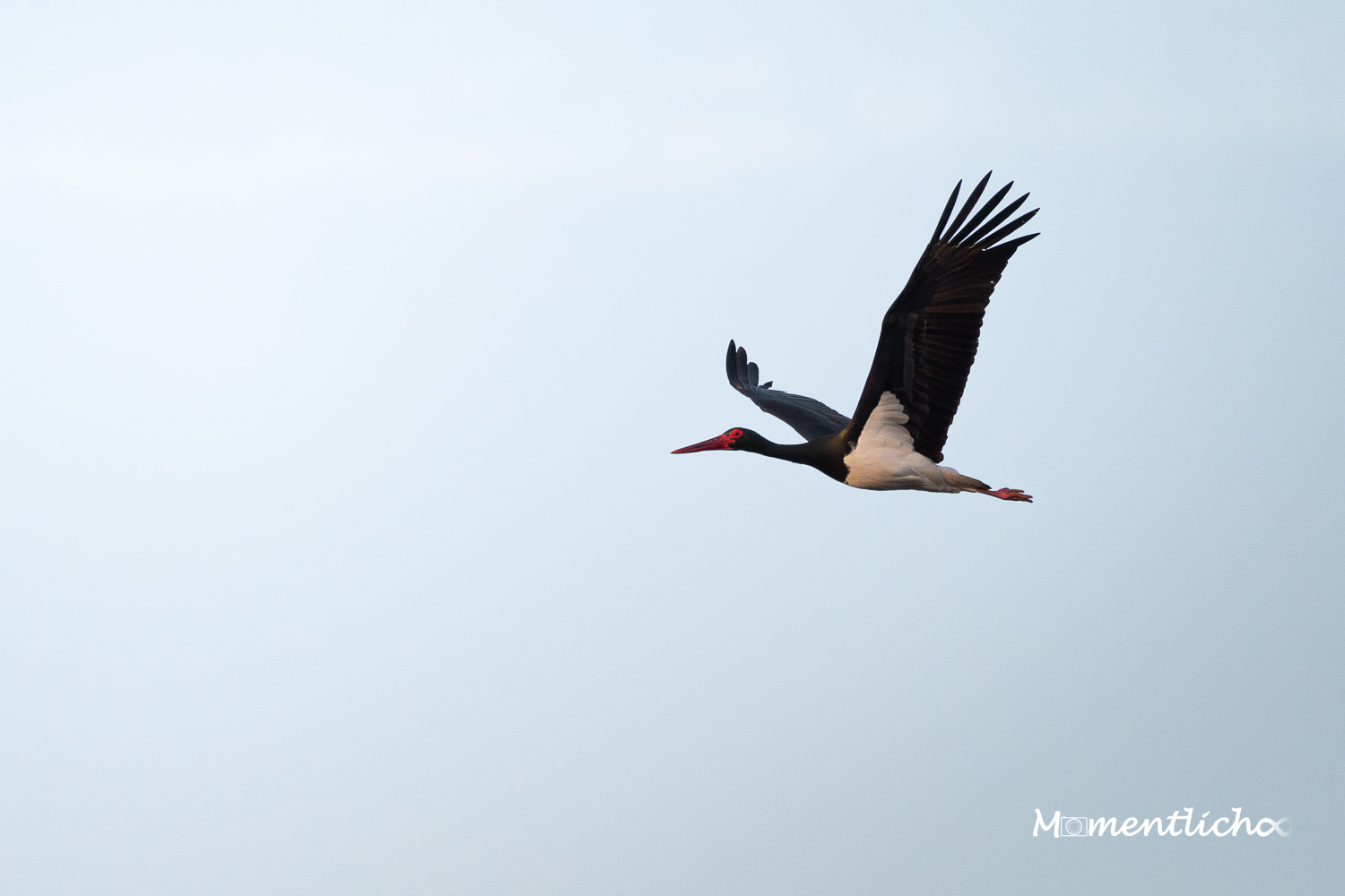 Schwarzstorch im Flug (Nikon Z6III & Nikkor AF-S 500mm F/5.6 PF)