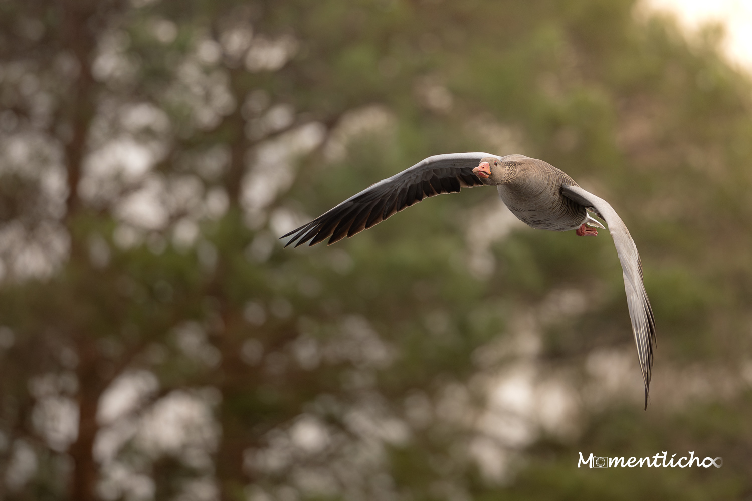 Gans im Abendlicht (Nikon Z6III & Nikkor AF-S 500mm F/5.6 PF)