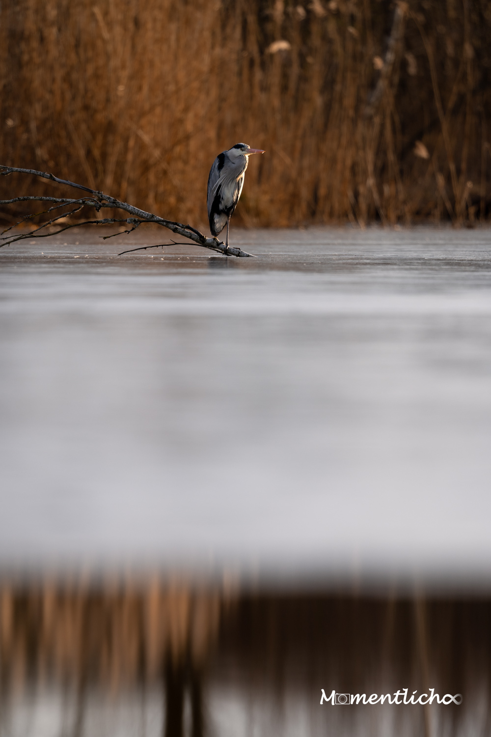 Graureiher im winterlichen Ried (Nikon Z6III & Nikkor AF-S 500mm F/5.6 PF)