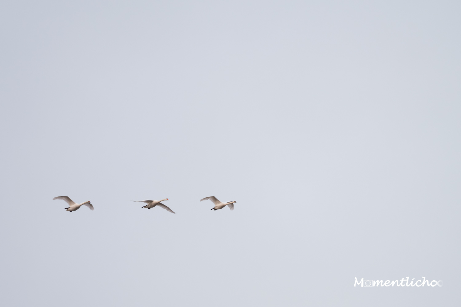 Schwanenflug (Nikon Z6III & Nikkor AF-S 500mm F/5.6 PF)