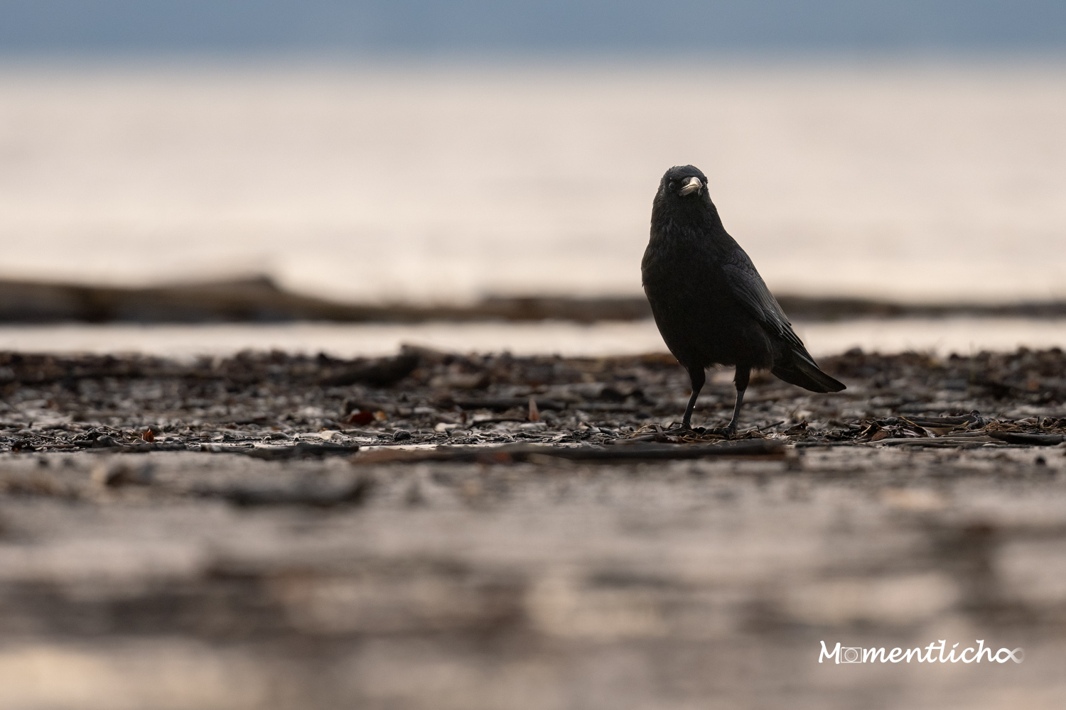 Krähe am Bodenseeufer (Nikon Z6III & Nikkor AF-S 500mm F/5.6 PF)