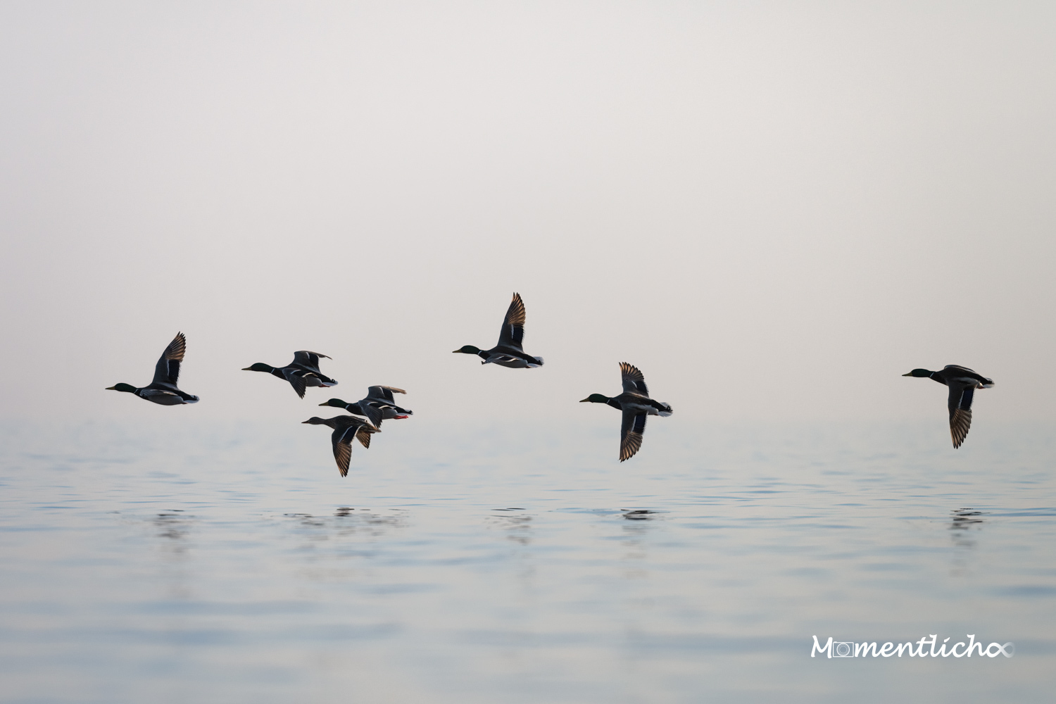 Enten im Tiefflug über dem Bodensee (Nikon Z6III & Nikkor AF-S 500mm F/5.6 PF)