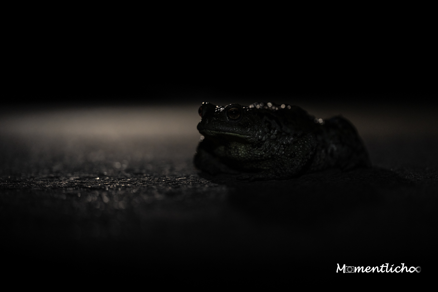 Nächtliche Krötenwanderung (Nikon Z6III & Nikkor Z 105 MC F/2.8)