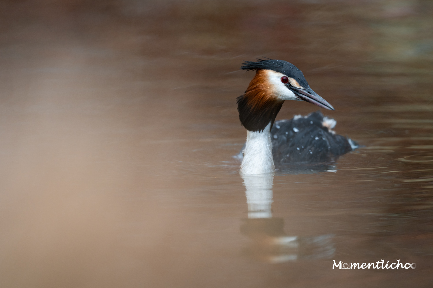 Der Haubentaucher (Nikon Z6III & Nikkor AF-S 500mm F/5.6 PF)