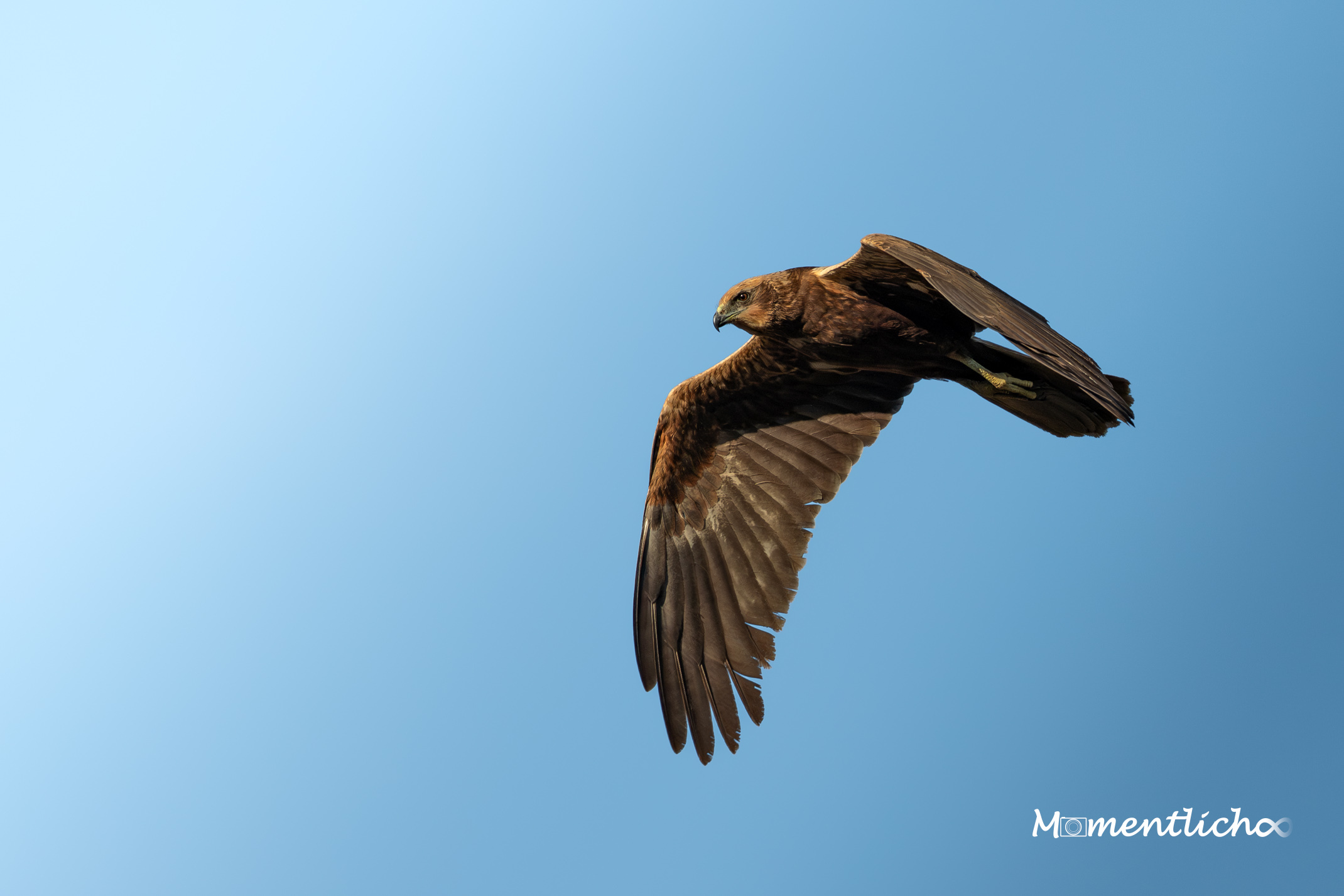 Die Rohrweihe über dem Pfrunger-Burgweiler-Ried (Nikon Z6III & Nikkor AF-S 500mm F/5.6 PF)