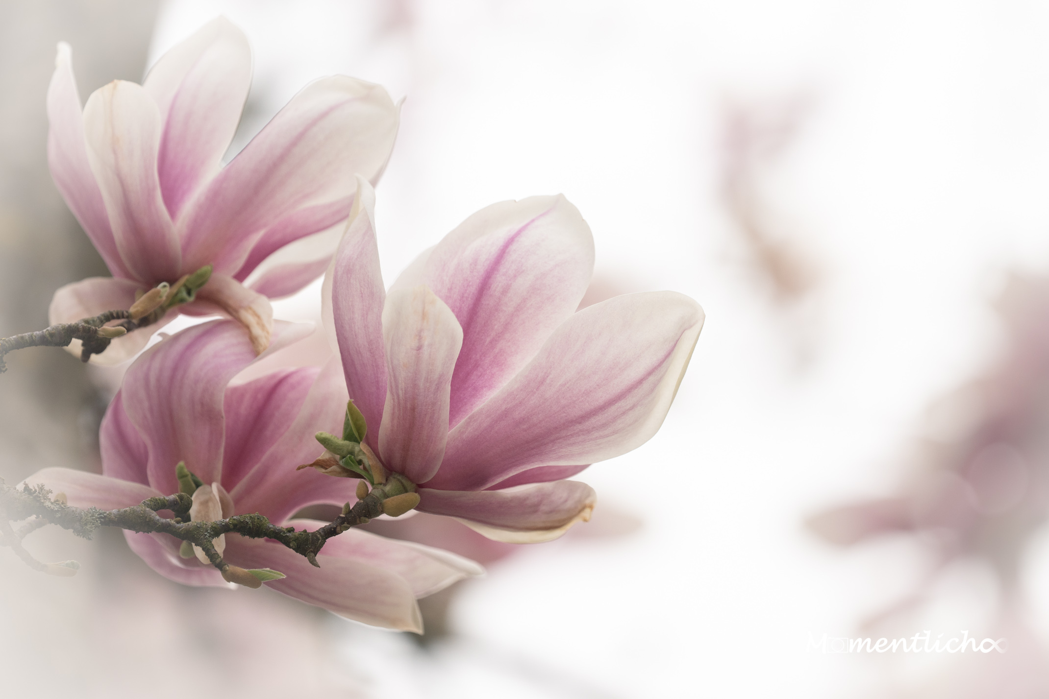 Blütenzauber der Magnolie (Nikon Z6III & Nikkor AF-S 300mm F/4 PF)