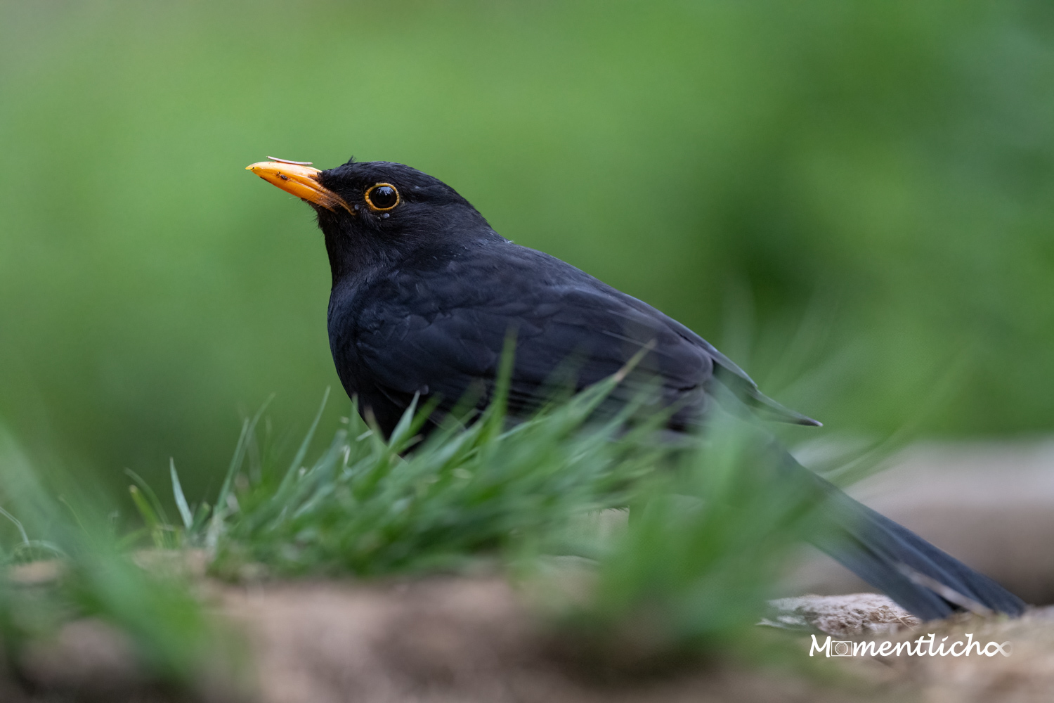 Amsel Portrait (Nikon Z6III & Nikkor AF-S 500mm F/5.6 PF)