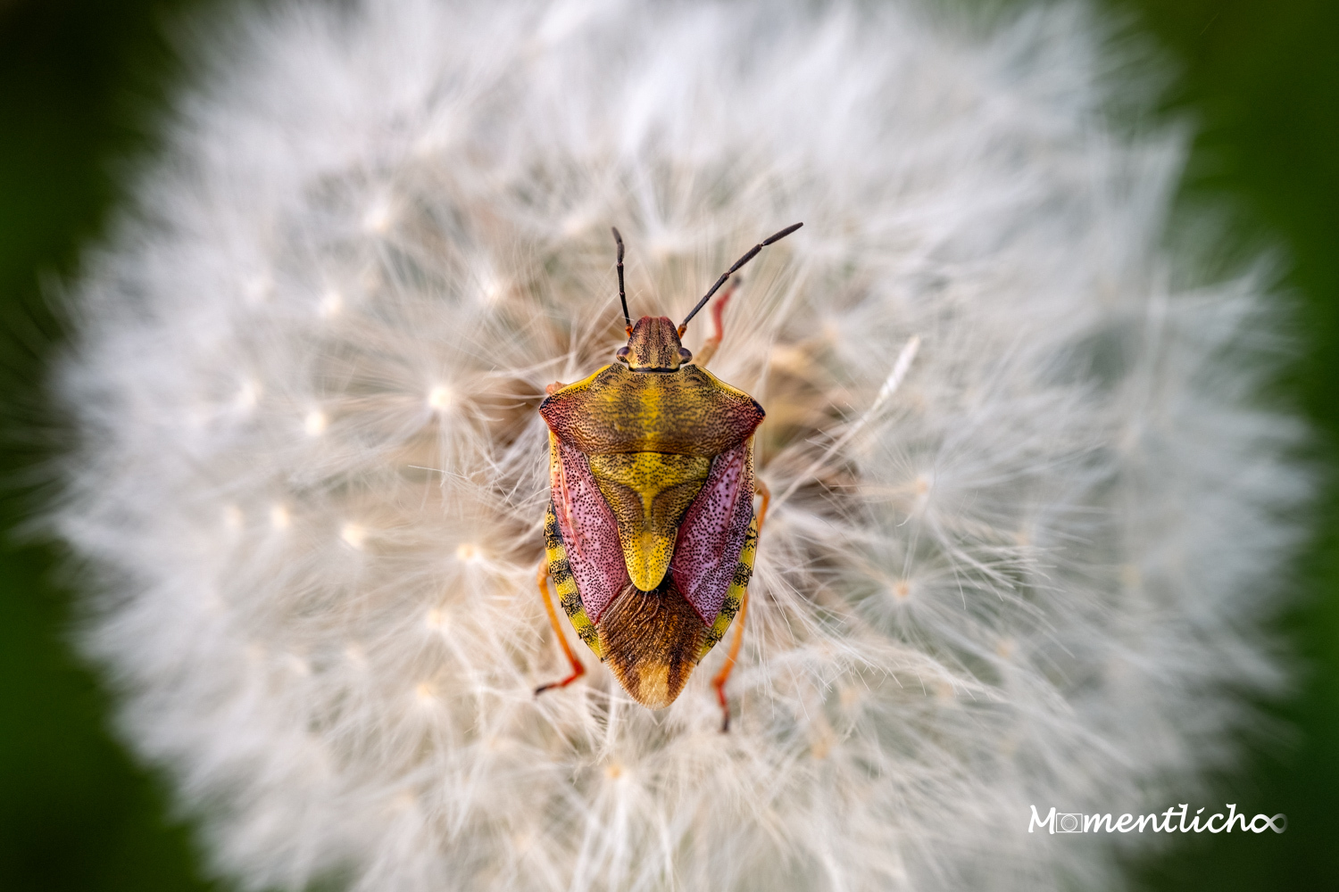 Die Farbenpracht der Beerenwanze ((Nikon Z6III & Nikkor Z 105 mm MC F/2.8)
