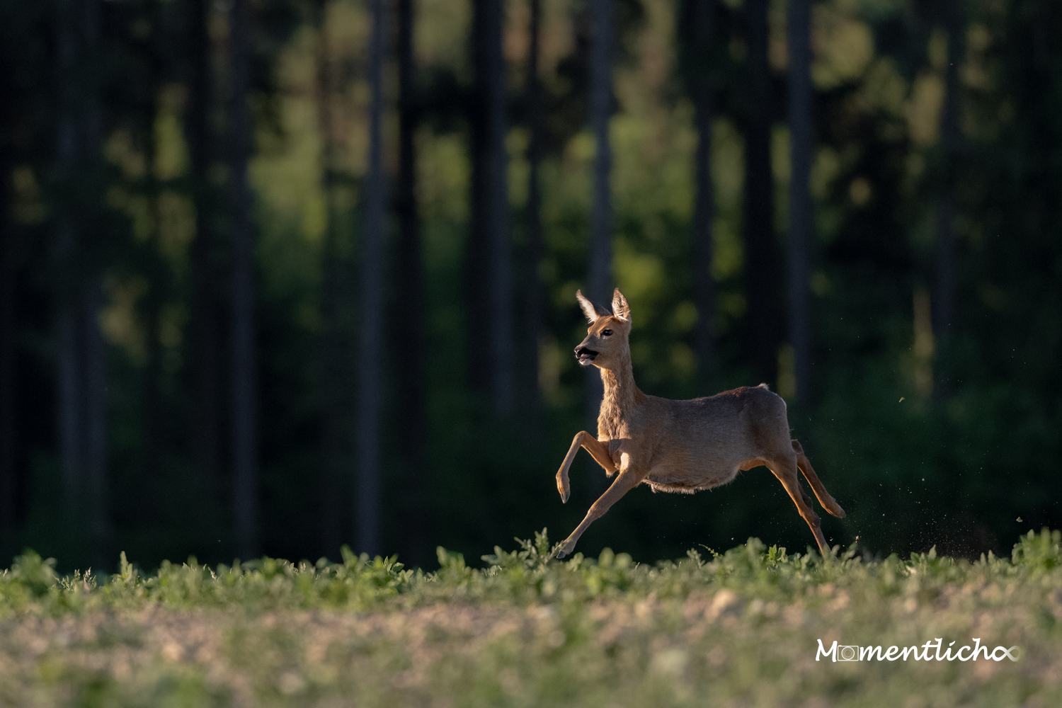 Reh im Sprint (Nikon Z6III & Nikkor AF-S 500mm F/5.6 PF)