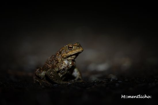 Erdkröte auf Wanderung, Oberschwaben (Nikon Z6 & Nikkor Z MC 105mm F/2.8)