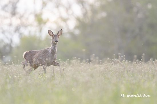 Zaghaftes Reh, Oberschwaben (Nikon Z6 & Nikkor AF-S 500mm F/5.6 PF + 1,4x Telekonverter)