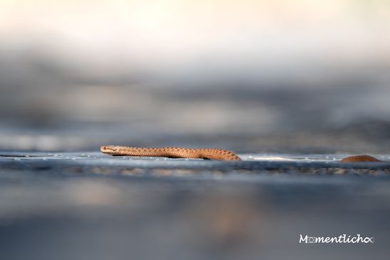 Junge Kreuzotter, Oberschwaben (Nikon Z6 & Nikkor AF-S 500mm F/5.6 PF)