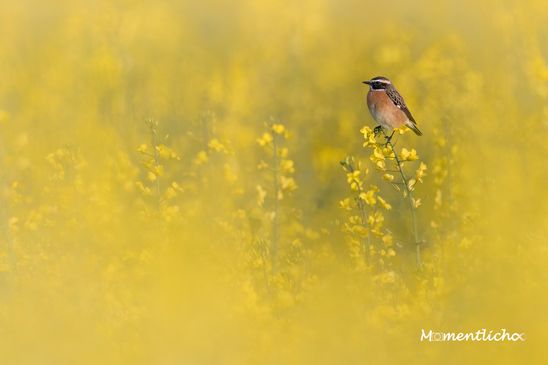 Braunkehlchen im Raps, Oberschwaben (Nikon Z6 & Nikkor AF-S 500mm F/5.6 PF + 1,4x Telekonverter)