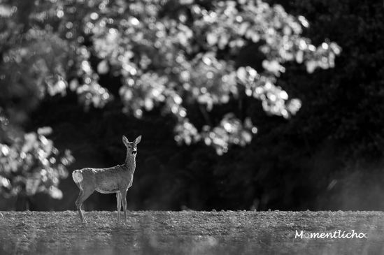 Reh in der Abendsonne, Oberschwaben (Nikon Z6 & Nikkor AF-S 500mm F/5.6 PF + 1,4x Telekonverter)