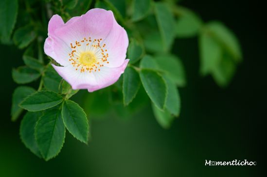 Hagebuttenblüte im Ried, Oberschwaben (Nikon Z6 & Nikkor AF-S 300mm F/4 PF)