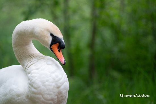 Schwanen-Portrait, Oberschwaben (Nikon Z6 & Nikkor AF-S 300mm F/4 PF)