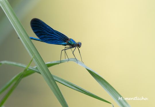 Blauflügel-Prachtlibelle beim Sonnenbaden, Oberschwaben (Nikon Z50 & Nikkor AF-S 300mm F/4 PF)