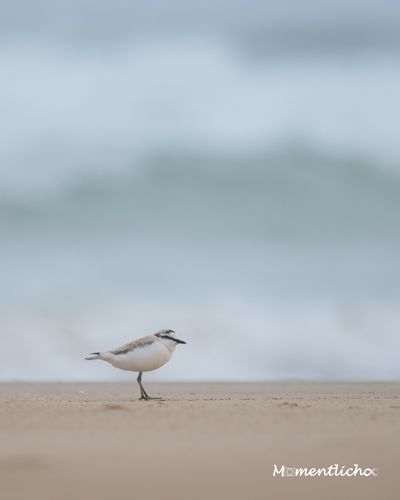 Sanderling am menschenleeren Strand, Südafrika (Nikon Z50 & Nikkor AF-S 300mm F/4 PF)