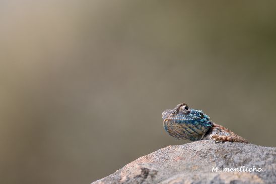 Blaukehlagame im Robberg Nature Reserve, Südafrika (Nikon Z50 & Nikkor AF-S 300mm F/4 PF)