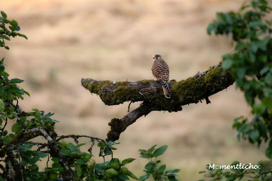 Turmfalke, Oberschwaben, (Nikon Z6III & Nikkor AF-S 500mm F/5.6 PF)