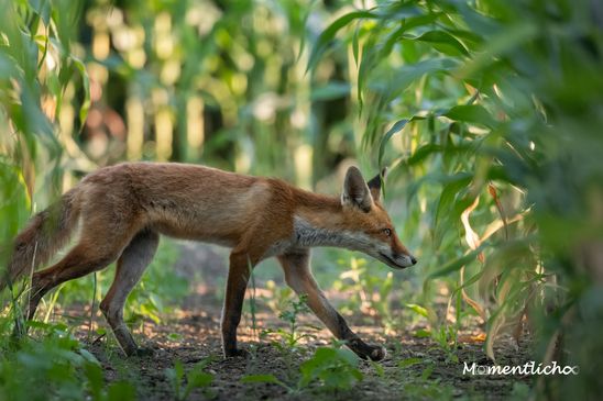 Jungfuchs im Maisfeld, Oberschwaben (Nikon Z6III & Nikkor AF-S 500mm F/5.6 PF + 1,4x Telekonverter)