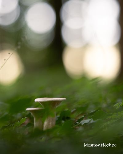 Mönchsköpfe, Oberschwaben (Nikon Z6III & Sigma 135mm F/1.8 Art)