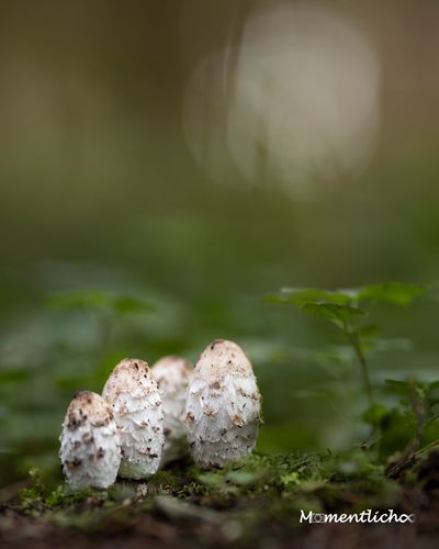 Schopftindlinge, Oberschwaben (Nikon Z6III & Sigma 135mm F/1.8 Art)