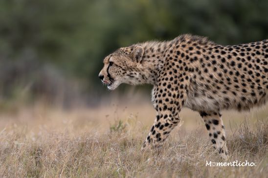 Dem Gepard ganz nah, Südafrika (Nikon Z6III & Nikkor AF-S 500mm F/5.6 PF)